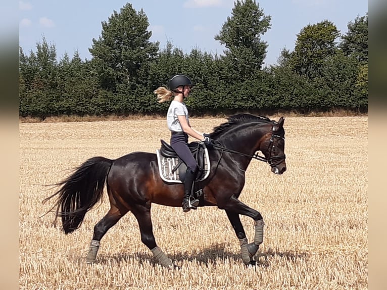 Welsh D (Cob) Stallion 17 years 14,1 hh Bay-Dark in Mielsdorf