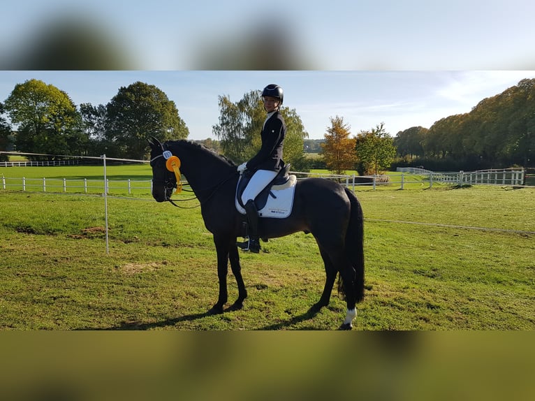 Welsh D (Cob) Stallion 17 years 14,1 hh Bay-Dark in Weede OT Mielsdorf