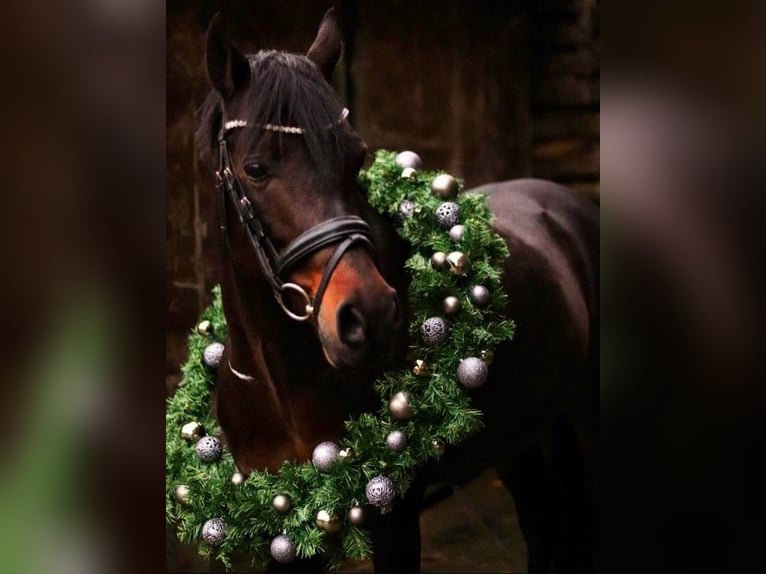 Welsh D (Cob) Stallion 17 years 14,1 hh Bay-Dark in Weede OT Mielsdorf