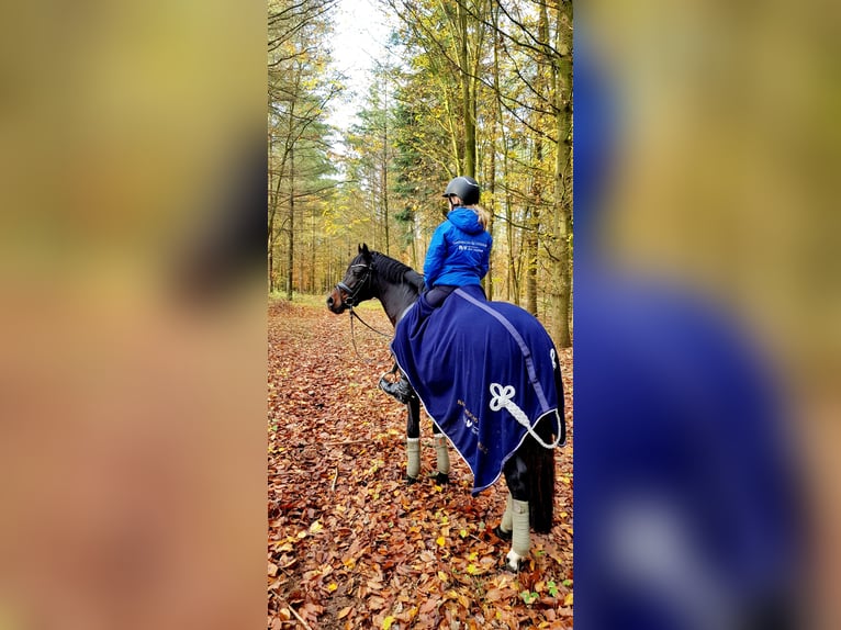 Welsh D (Cob) Stallion 17 years 14,1 hh Bay-Dark in Weede OT Mielsdorf