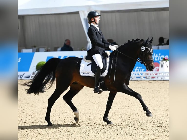 Welsh D (Cob) Stallion 17 years 14,1 hh Bay-Dark in Weede OT Mielsdorf