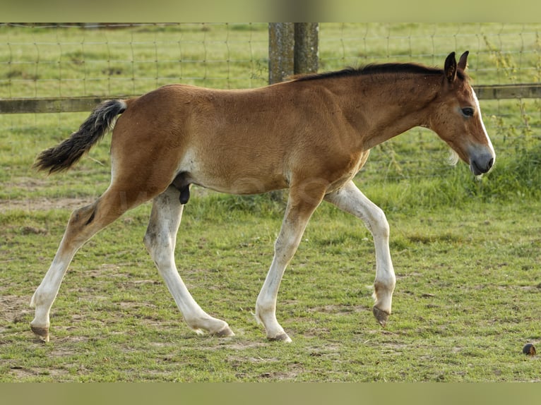 Welsh D (Cob) Stallion 1 year 14,2 hh Brown in Meerbusch