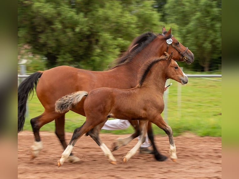 Welsh D (Cob) Stallion 1 year 14,2 hh Brown in Allenbach