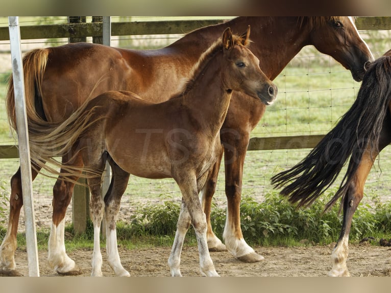 Welsh D (Cob) Stallion 1 year 14,2 hh Chestnut-Red in Meerbusch