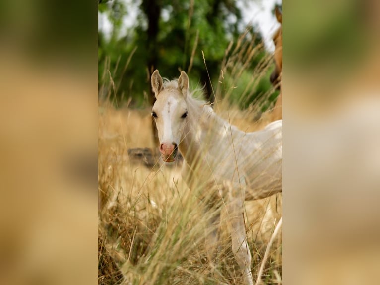 Welsh D (Cob) Stallion 1 year Palomino in Langenselbold