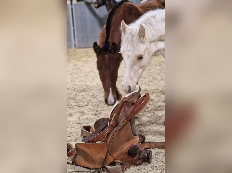 Welsh D (Cob) Stallion 1 year Palomino in Langenselbold