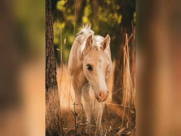 Welsh D (Cob) Stallion 1 year Palomino in Langenselbold