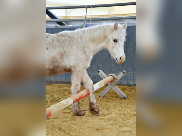 Welsh D (Cob) Stallion 1 year Palomino in Langenselbold