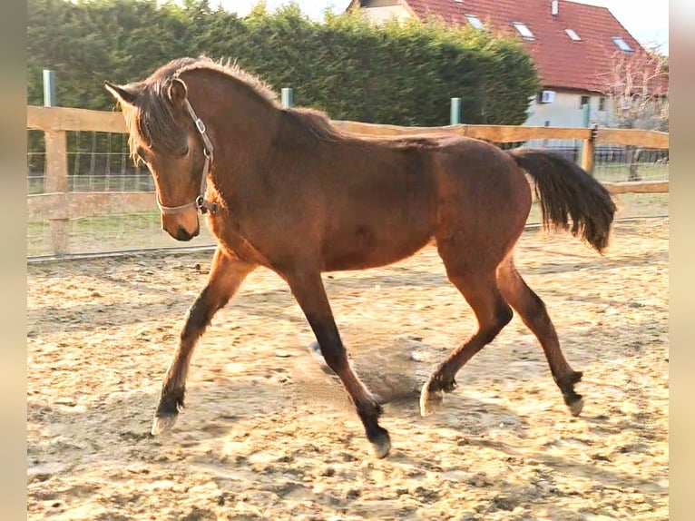 Welsh D (Cob) Stallion 2 years 14,1 hh Brown in Páty