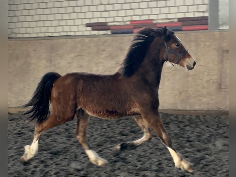 Welsh D (Cob) Stallion 2 years 14,2 hh Brown in Meerbusch
