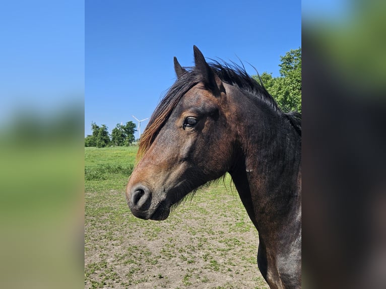 Welsh D (Cob) Stallion 2 years 14,2 hh in Wustermark