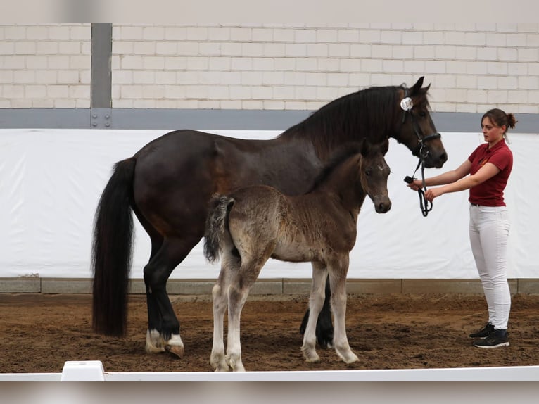 Welsh D (Cob) Stallion 2 years in Wustermark