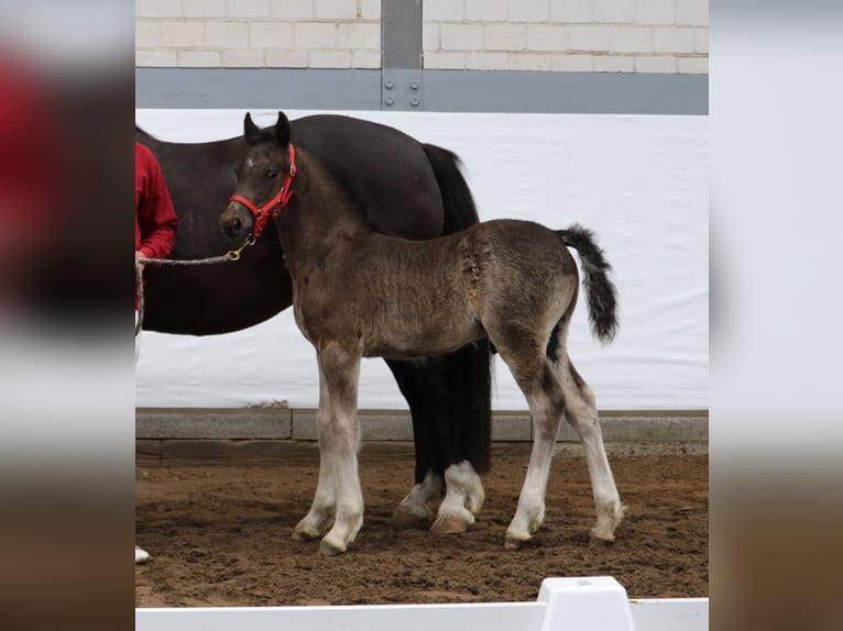 Welsh D (Cob) Stallion 2 years in Wustermark