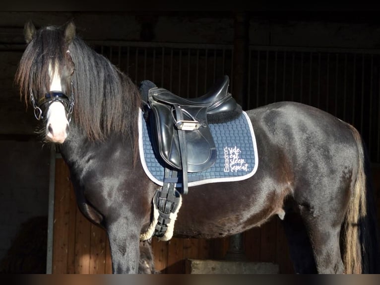 Welsh D (Cob) Stallion 3 years 14,1 hh Black in Blekendorf