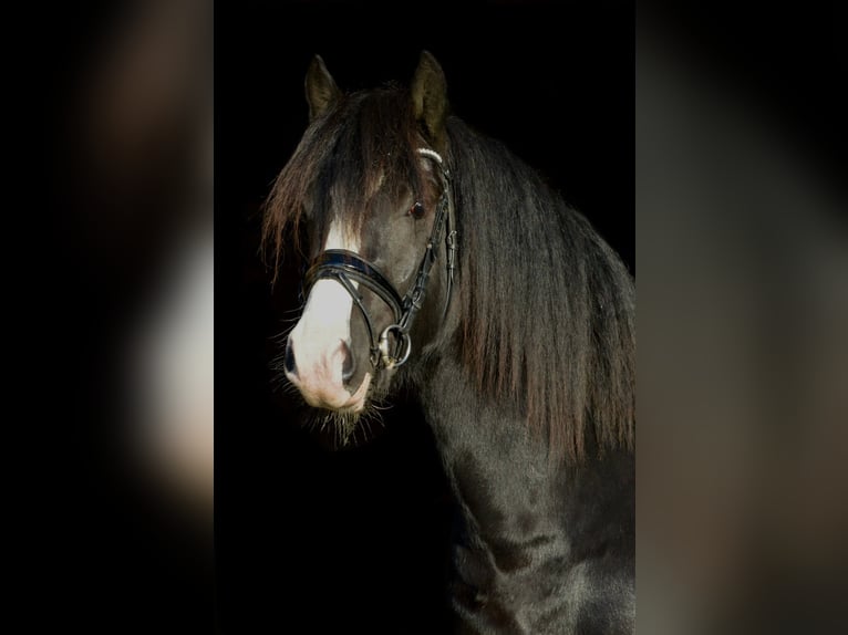 Welsh D (Cob) Stallion 3 years 14,1 hh Black in Blekendorf