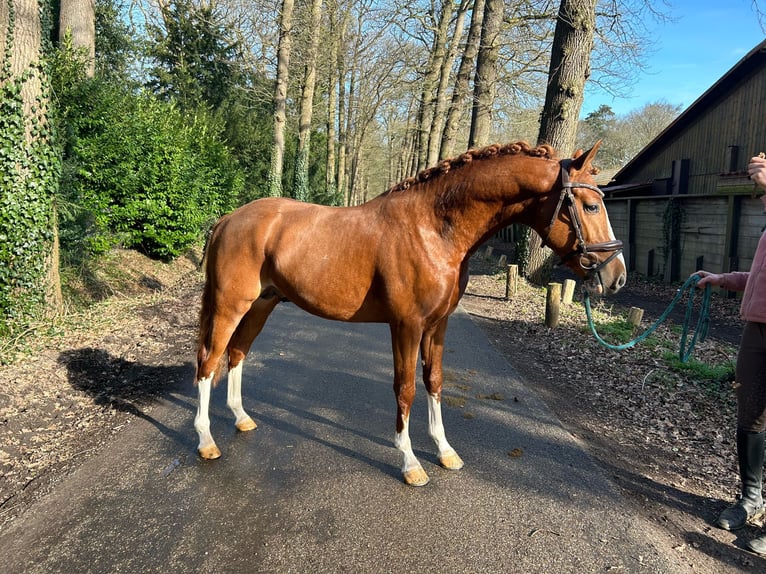 Welsh D (Cob) Stallion 3 years 14,1 hh Chestnut-Red in Bilthoven