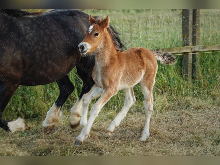 Welsh D (Cob) Stallion 3 years 14,2 hh Brown in Meerbusch