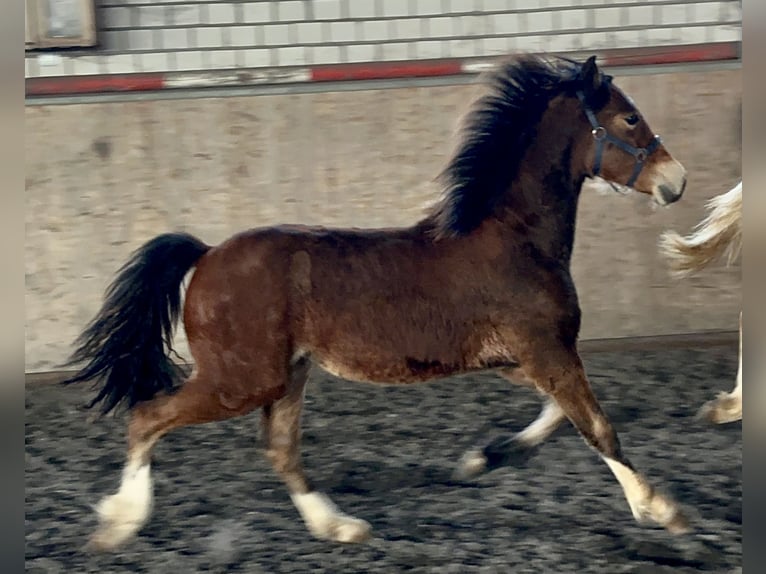 Welsh D (Cob) Stallion 3 years 14,2 hh Brown in Meerbusch