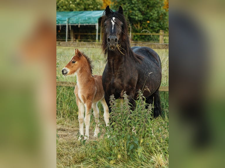 Welsh D (Cob) Stallion 3 years 14,2 hh Brown in Meerbusch