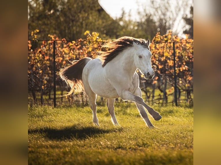 Welsh D (Cob) Stallion 3 years 14,2 hh Buckskin in Halbturn