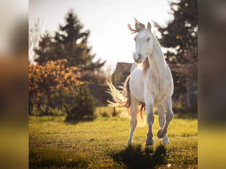 Welsh D (Cob) Stallion 3 years 14,2 hh Buckskin in Halbturn