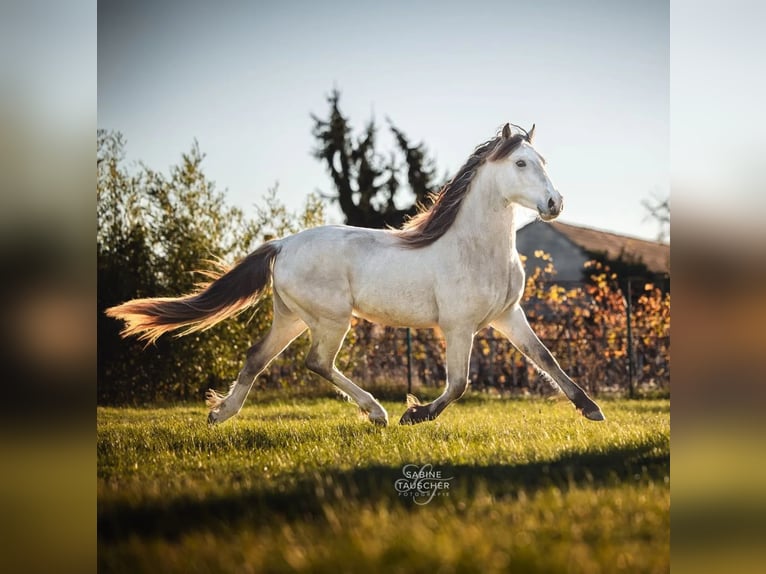 Welsh D (Cob) Stallion 3 years 14,2 hh Buckskin in Halbturn