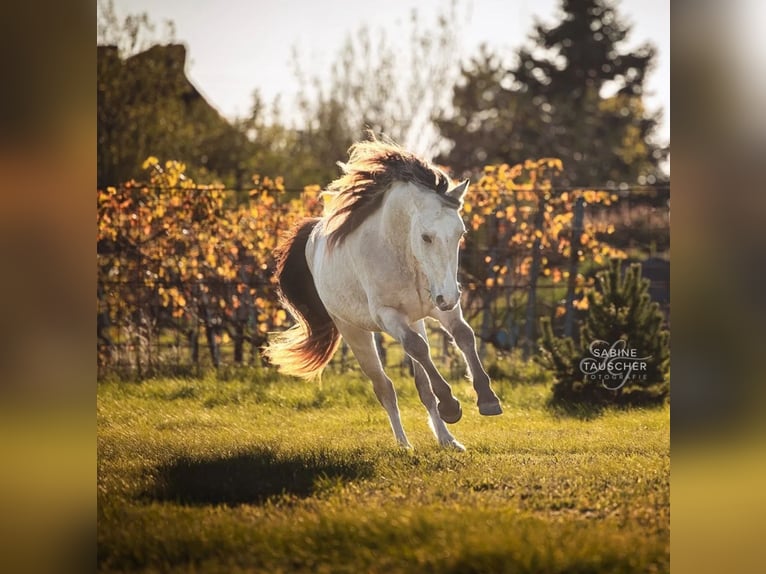 Welsh D (Cob) Stallion 3 years 14,2 hh Buckskin in Halbturn