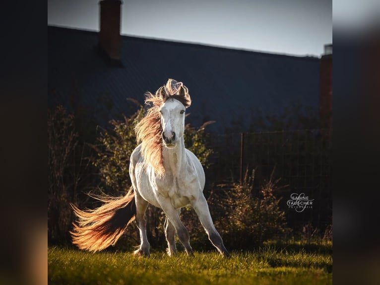 Welsh D (Cob) Stallion 3 years 14,2 hh Buckskin in Halbturn