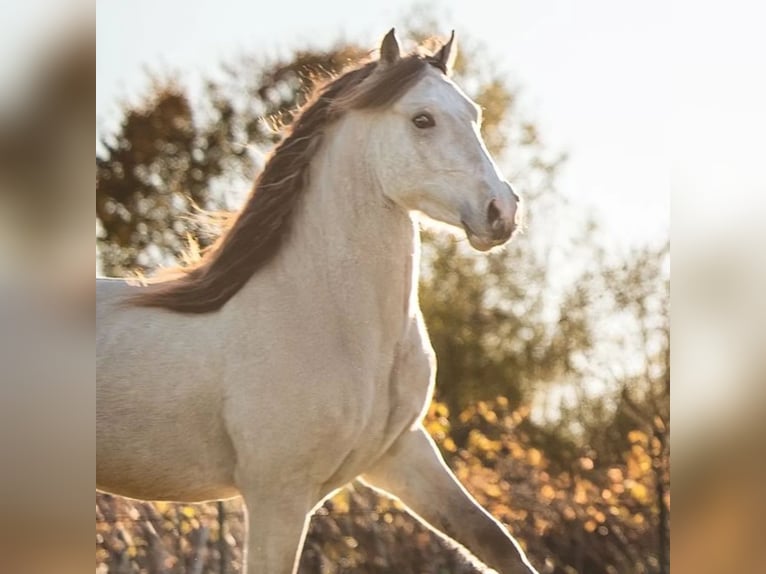 Welsh D (Cob) Stallion 3 years 14,2 hh Buckskin in Halbturn