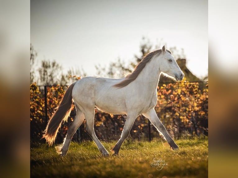 Welsh D (Cob) Stallion 3 years 14,2 hh Buckskin in Halbturn