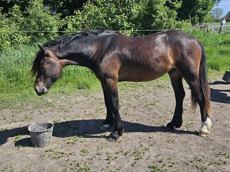 Welsh D (Cob) Stallion 3 years 14,2 hh in Wustermark