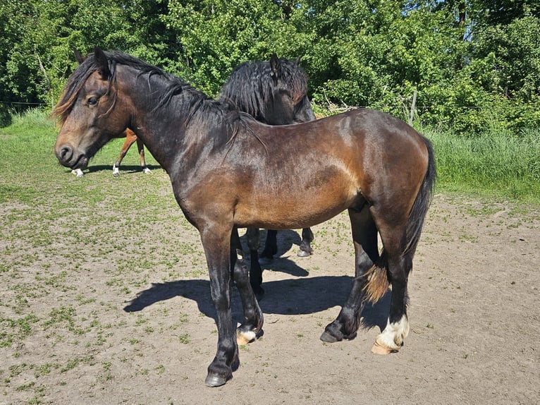 Welsh D (Cob) Stallion 3 years 14,2 hh in Wustermark