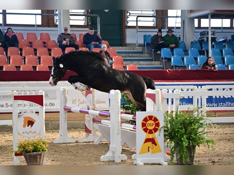 Welsh D (Cob) Stallion 4 years 14,1 hh Bay-Dark in Wustermark