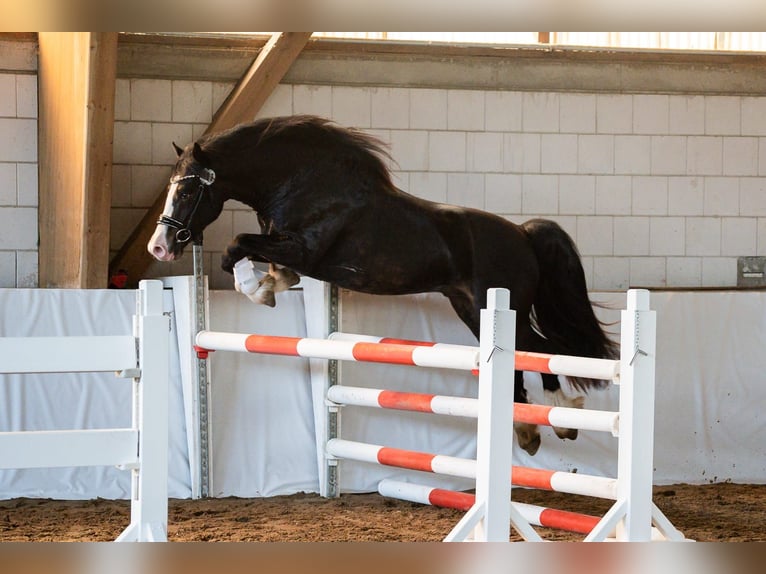 Welsh D (Cob) Stallion 4 years 14,1 hh Bay-Dark in Wustermark