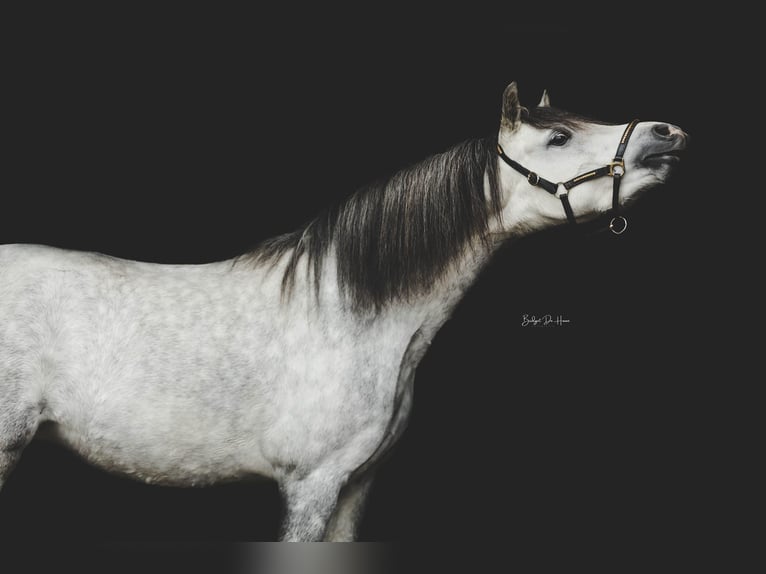 Welsh D (Cob) Stallion 4 years 14,1 hh Black in Landsmeer