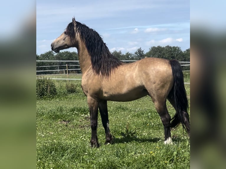 Welsh D (Cob) Stallion 4 years 14,3 hh Buckskin in Ringsted