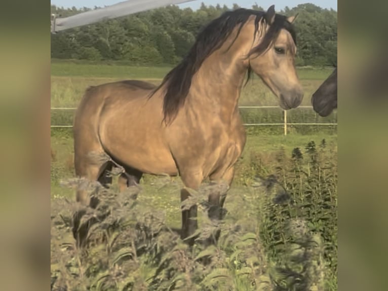 Welsh D (Cob) Stallion 4 years 14,3 hh Buckskin in Ringsted