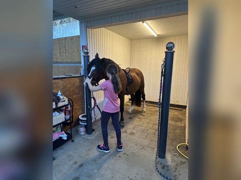 Welsh D (Cob) Stallion 4 years 14 hh Brown in BimöhlenBad Bramstedt