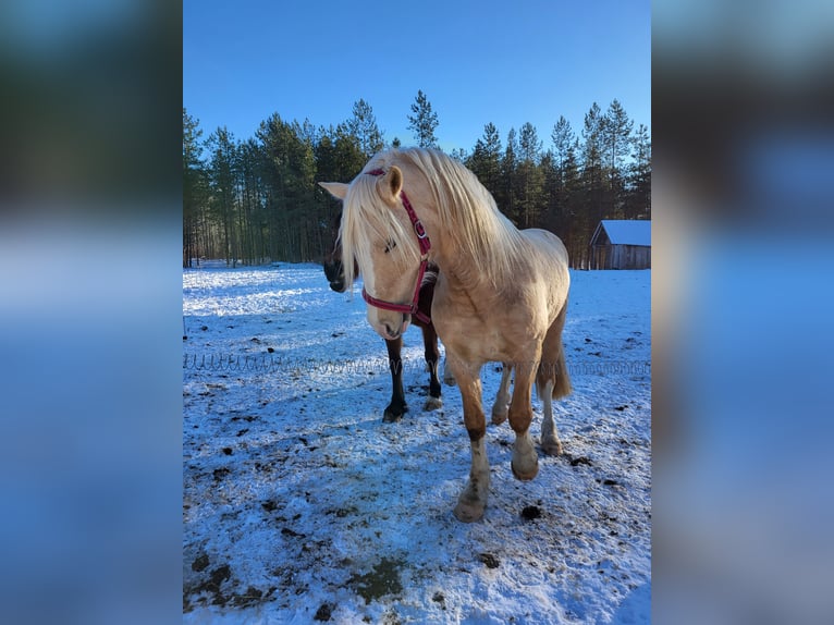 Welsh D (Cob) Stallion 4 years 15 hh Palomino in Rezekne