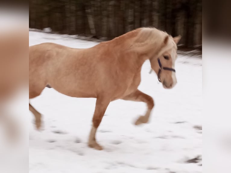 Welsh D (Cob) Stallion 4 years 15 hh Palomino in Rezekne