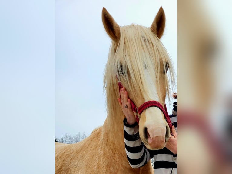 Welsh D (Cob) Stallion 4 years 15 hh Palomino in Rezekne