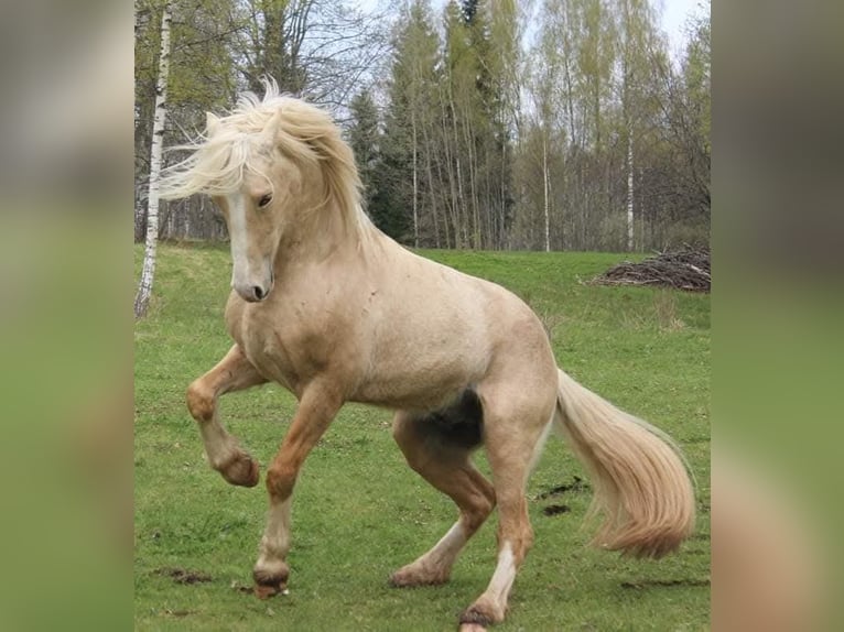 Welsh D (Cob) Stallion 4 years 15 hh Palomino in Rezekne