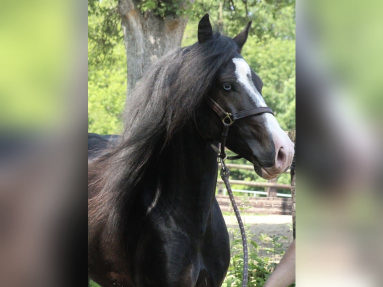 Welsh D (Cob) Stallion 6 years 15,3 hh Black in Le Cannet