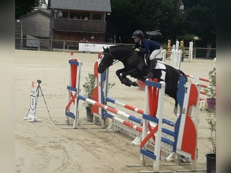 Welsh D (Cob) Stallion 8 years 14,1 hh Black in Saint-just-en-chevalet