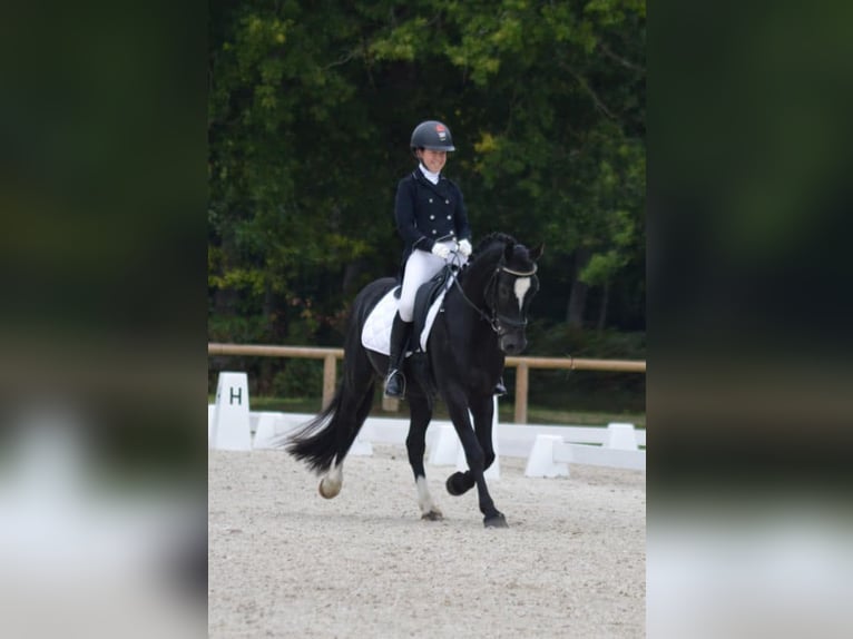 Welsh D (Cob) Stallion 8 years 14,1 hh Black in Saint-just-en-chevalet