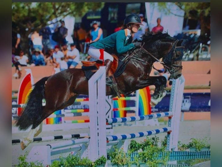 Welsh D (Cob) Stallion 8 years 14,1 hh Brown in Oizé