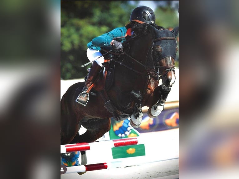 Welsh D (Cob) Stallion 8 years 14,1 hh Brown in Oizé