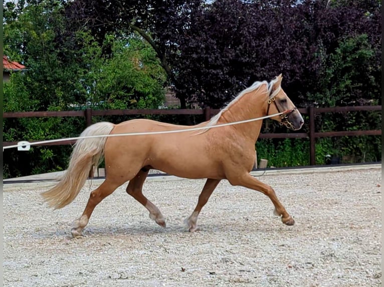 Welsh D (Cob) Stallion 8 years 14,2 hh Palomino in Stahnsdorf
