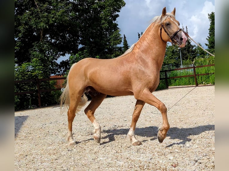 Welsh D (Cob) Stallion 8 years 14,2 hh Palomino in Stahnsdorf