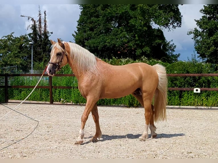 Welsh D (Cob) Stallion 8 years 14,2 hh Palomino in Stahnsdorf